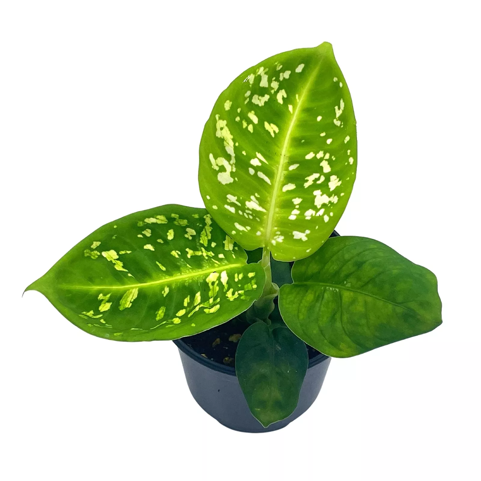 Dieffenba inia Reflector 4 in Dumb Cane House Plant Variegated - £31.15 GBP