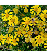 MX Helenium Amarum Dwarf Helenium Flower Seeds Attractive Flowers Bulk Seed - $469.42 MXN