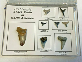Prehistoric Shark Teeth of North America Lot Snaggletooth Mako Lemon San... - $29.95
