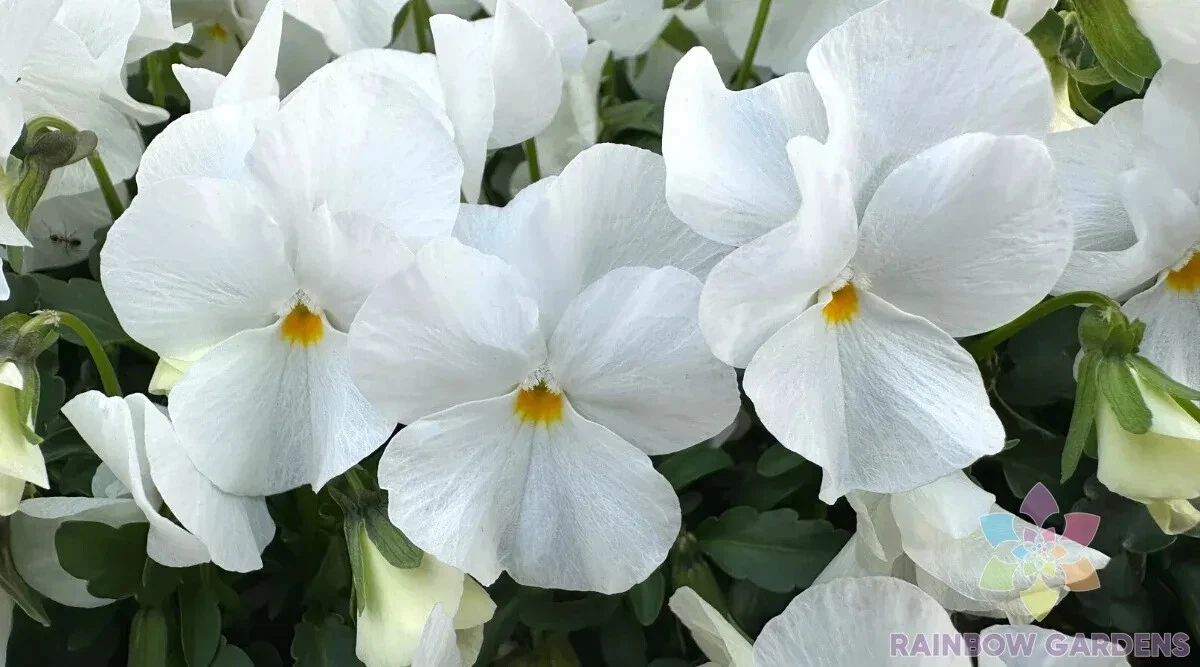 200 Delta Pro Clear White Pansy Viola Seeds Fresh Seeds - $9.86