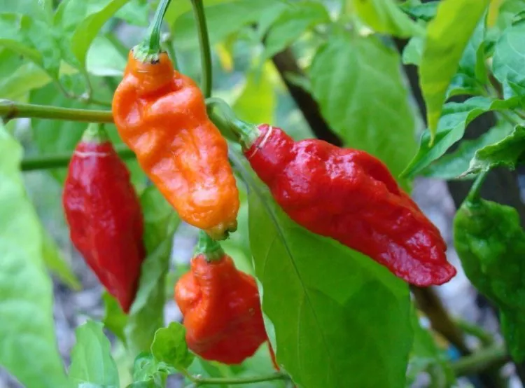 MBK 10 Seeds Ghost Pepper Bhut Jolokia Extremely Hot Pepper Genuine Packs Sale - $9.52