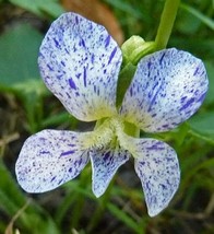 HS Viola Freckles 20 Seeds White/China Blue Freckled - Edible - £6.42 GBP