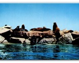 Seals On Rocks Monterey Bay  California CA UNP Chrome Postcard C20 - $2.92