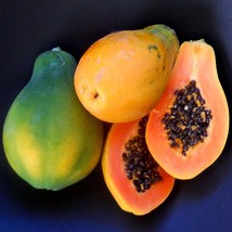 Sunrise Solo Hawaiian Papaya Seeds Carica Papaya 5 Seeds Usa Fast Shipping - $29.90