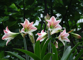Bonsai Amaryllis Barbados Lily DIY Home Garden Lily Potted Bonsai Balcony Flower - £6.21 GBP