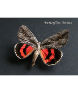 Sweetheart Underwing Catocala Amatrix Real Moth Framed Entomology Shadowbox - $1,102.76 MXN