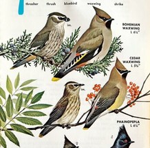 Waxwing &amp; Phainopepla Varieties &amp; Types 1966 Color Bird Art Print Nature... - £15.65 GBP