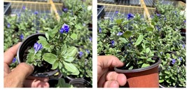 5&quot; tall Blue Daze Evolvulus Glomeratus Live Plant Wild Perennnial Blue F... - $22.99