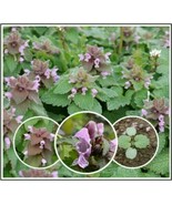 Purple Dead-Nettle Seeds ~Lamium purpureum~ Archangel Organic Deadnettle Henbit - $6.19 - $9.65