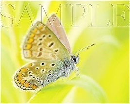 Butterfly Photograph 8X10 New Fine Art Color Print Picture Photo Nature ... - $7.95