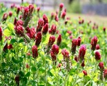 1200 Seeds Clover Crimson Red Seeds Pollinator Food Cover Crop Non Gmo F... - $8.99