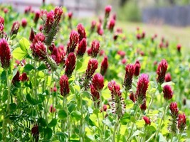 1200 Seeds Clover Crimson Red Seeds Pollinator Food Cover Crop Non Gmo Fresh Fas - £7.20 GBP