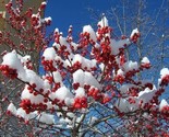 Winter Red Winterberry Holly Shrub Strong Rooted Plant - £14.95 GBP