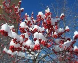 Winter Red Winterberry Holly Shrub Strong Rooted Plant - $18.99