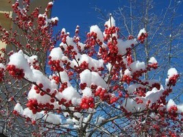 Winter Red Winterberry Holly Shrub Strong Rooted Plant - £14.88 GBP
