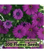 200 Dark Purple Cape Daisy Seeds – Stunning African Daisy for Garden &amp; Pots - $16.27 CAD
