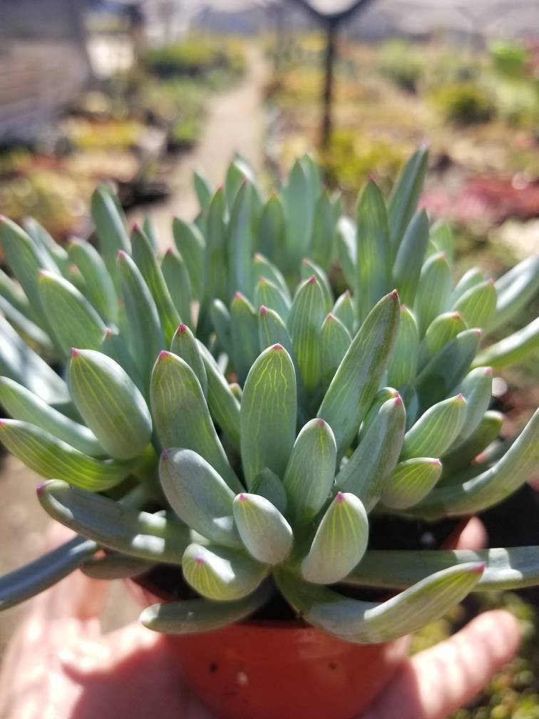 Senecio Serpents Mini Chalkstick (4&quot; pot) - $10.99
