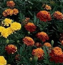 50 Marigold Janie Mix French Marigold Seeds Garden USA - £8.11 GBP