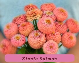 7534 zinnia salmon pop thumb200