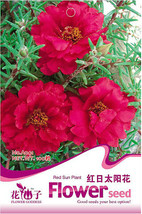 1 Pack 100 Seeds Red Portulaca Grandiflora Seeds Grown Moss Rose Sun Plant Flowe - £7.51 GBP