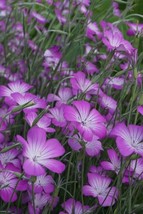 40 Agrostemma Purple Queen Seeds Fresh Seeds USA - £7.38 GBP