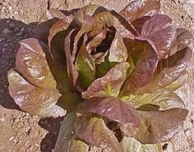 3,000 Lettuce Seeds Romaine Cimmarron Red 65 Days - £9.73 GBP