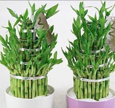 SL 50Pcs Lucky Bamboo Seeds - $5.52