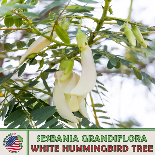 20 Red Hummingbird Tree Seeds Sesbania Grandiflora Vegetable Tree Fresh ... - £13.23 GBP