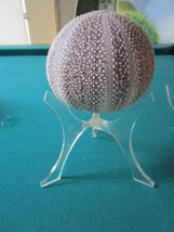 Shells Shells Shells ON Stand Paperweight Puffer Fish - Pick ONE (Number... - $93.10+