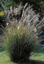 Chinese Silver Grass 25 Seeds Miscanthus USA Seeds Fast Shipping - £18.51 GBP