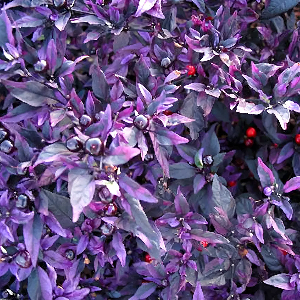 100 Seeds, Purple Flash Ornamental Pepper Seeds  Planting ZZ-1728-DG - £15.58 GBP