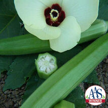 Okra Clemson Spineless 80 Edible Tall 60 Seeds  - $6.94