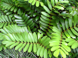 10 Seeds Cardboard Palm Cycad Zamia Furfuracea  - £15.54 GBP