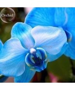 Blue Butterfly Orchid Seeds 100 Seeds Fragrant Pretty Light Up Garden E3... - $20.37 CAD