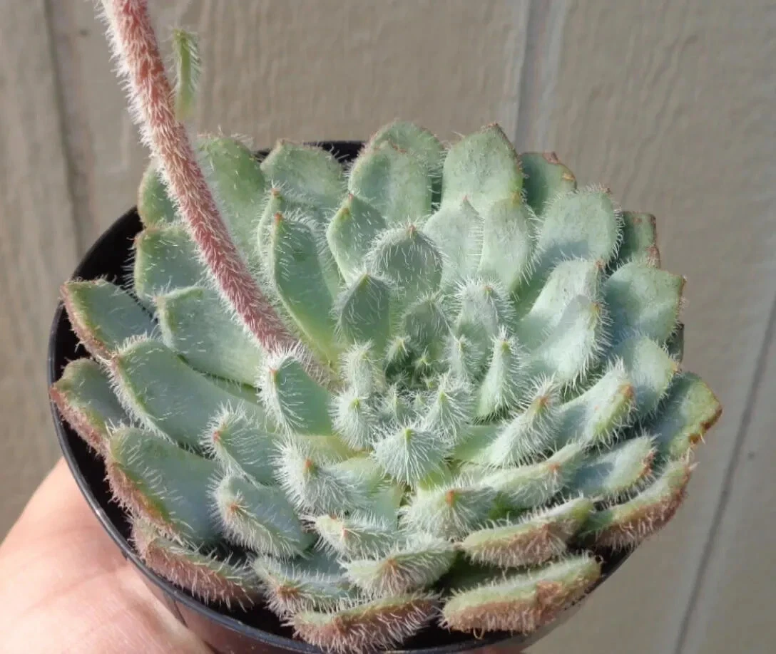 Echeveria Blue Wooly Rose Rare, 2 Pot - $16.98