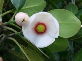 CLUSIA ROSEA AUTOGRAPH TREE 5&quot;-7&quot; LIVE PLANT - £31.59 GBP