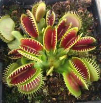 100 Seeds Catchfly Potted Plant Seeds Venus Fly Trap Insectivorous Plant... - $128.09 MXN