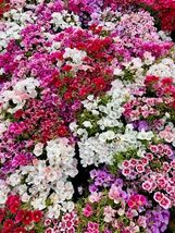 Fresh 500 Mixed Colors Godetia Clarkia Amoena Pink Red White Blue 2 Tone... - $3.50