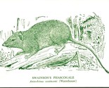 Swainson&#39;s Phasogale National Museum of Victoria Australia Postcard UNP - £2.65 GBP