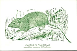 Swainson&#39;s Phasogale National Museum of Victoria Australia Postcard UNP - £2.63 GBP