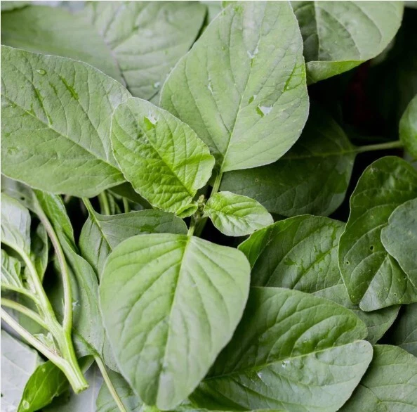 New 2025 Green Amaranth/ Lu Hsien / Seeds - 1 gram (~500 Seeds) - - $8.34