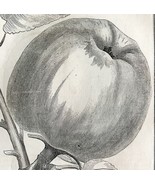 Gravenstein Apple 1863 Victorian Farming Agriculture Steel Plate Art DWZ4A - $68.59 CAD