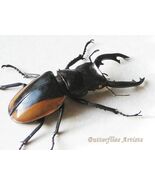Odontolabis Cuvera XL Real Stag Beetle Framed Entomology Collectible Sha... - $2,292.83 MXN