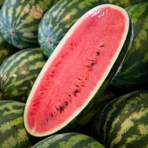 US Seller 12 Congo Watermelon Seeds Large Heirloom Organic  - £7.16 GBP