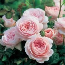 New Fresh Seeds Queen Of Sweden English Rose Seeds Currently Out Of Stock - $14.98