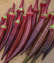 Okra Red Burgundy Edible Flowers Fruit 6 8 Pods Jambalaya 55 Seeds Fresh... - $13.98