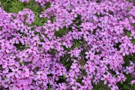 FRESH Alyssum - Lobularia Maritima - Magic Circles Seed - £6.00 GBP