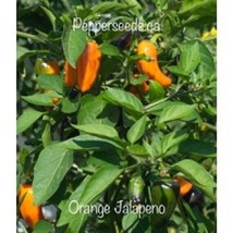 25 Seeeds Aps Jalapeno Orange Pepper Seeds Planting Food Garden Fresh USA Shippi - $9.89