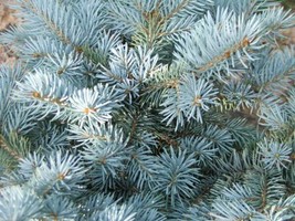 Colorado Blue Spruce Picea Pungens Glauca 50 Seeds Gardening USA SELLER - $8.50