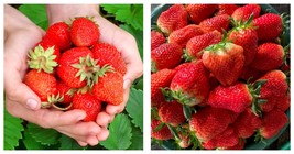 10 Bags (200 Seeds / Bag) of &#39;Akihime&#39; Series Red Strawberry Seeds - £21.23 GBP